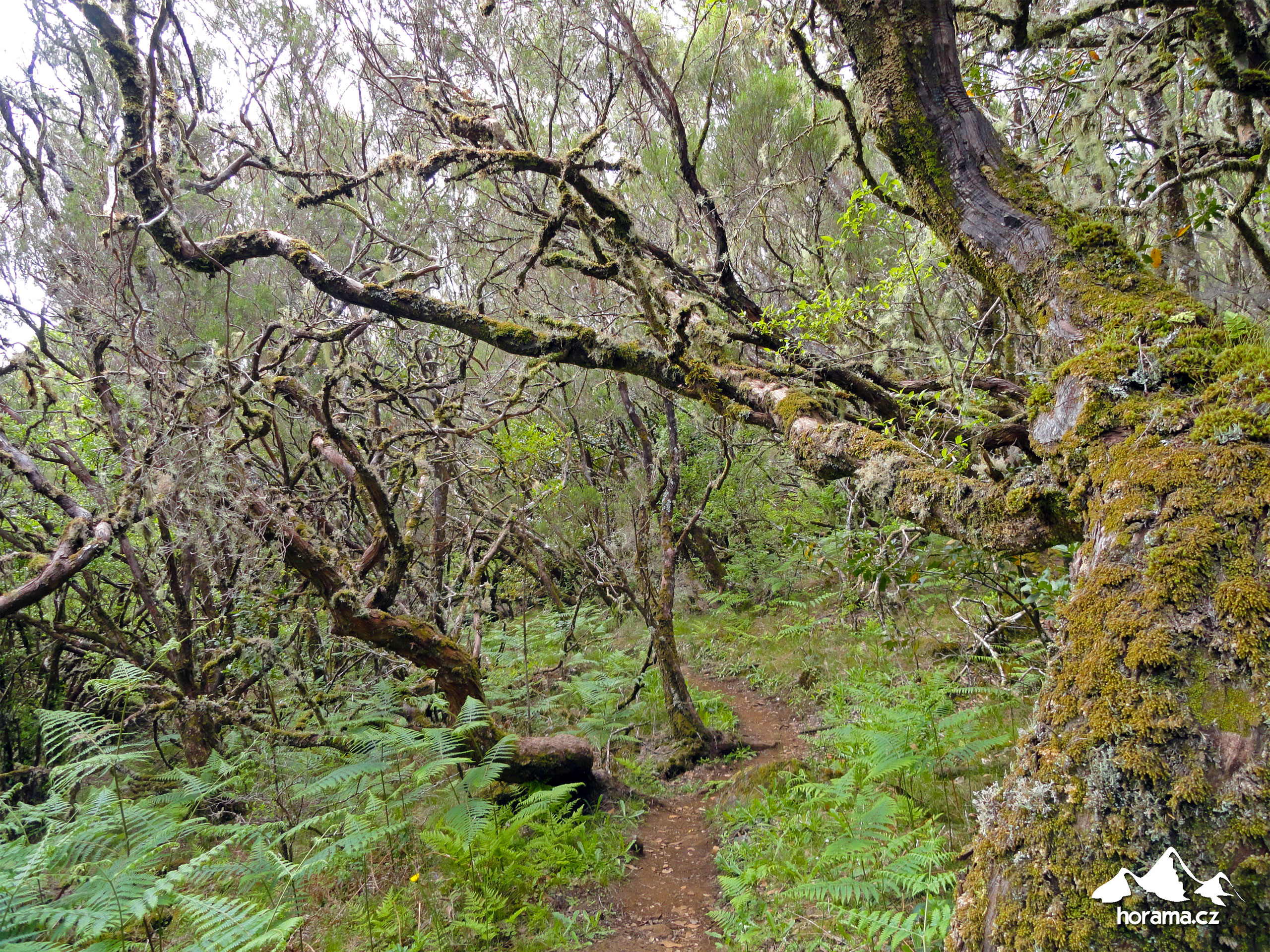 Vavřínový prales Madeira