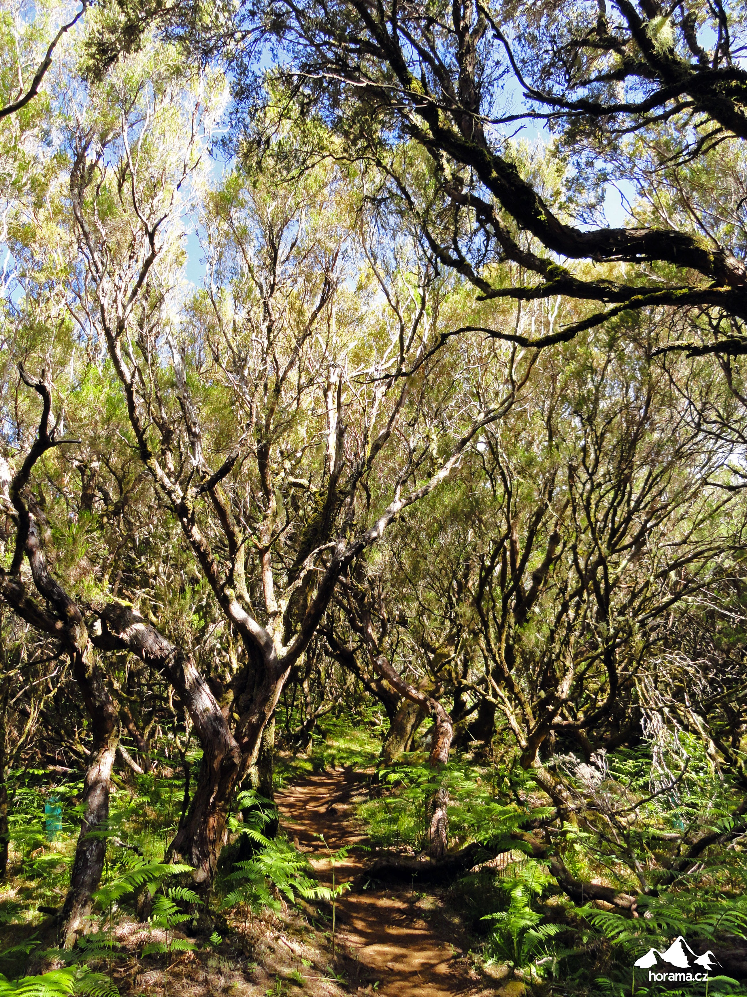 Vavřínový prales Madeira
